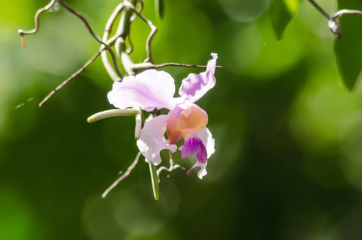The Orchidaceae are a diverse and widespread family of flowering plants, with blooms that are often colourful .