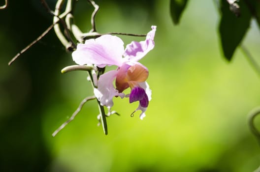 The Orchidaceae are a diverse and widespread family of flowering plants, with blooms that are often colourful .