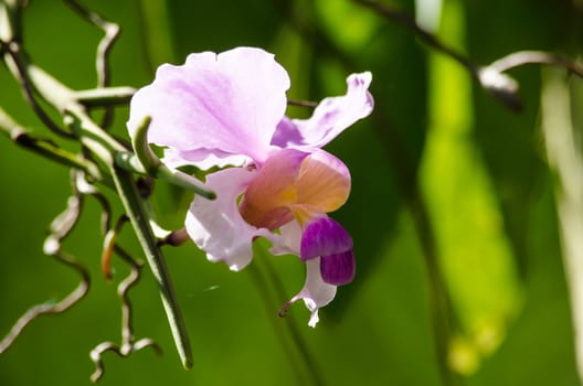 The Orchidaceae are a diverse and widespread family of flowering plants, with blooms that are often colourful .