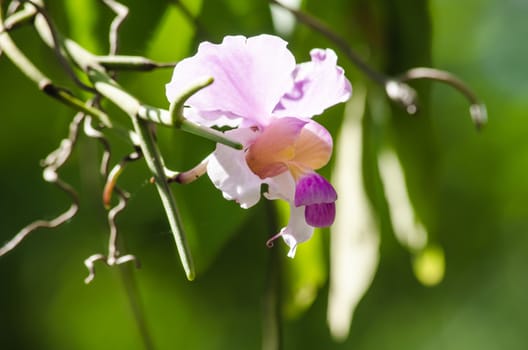 The Orchidaceae are a diverse and widespread family of flowering plants, with blooms that are often colourful .