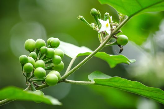 Solanum torvum is a bushy, erect and spiny perennial plant used horticulturally as a rootstock for eggplant.