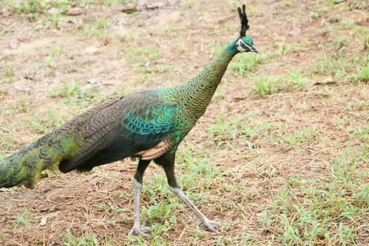Green peafowl are large birds, amongst the largest living galliforms in terms of overall size