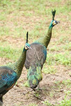 Green peafowl are large birds, amongst the largest living galliforms in terms of overall size