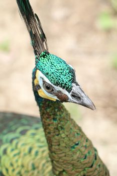 Green peafowl are large birds, amongst the largest living galliforms in terms of overall size