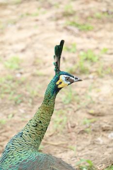 Green peafowl are large birds, amongst the largest living galliforms in terms of overall size