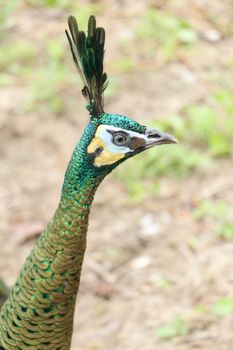 Green peafowl are large birds, amongst the largest living galliforms in terms of overall size