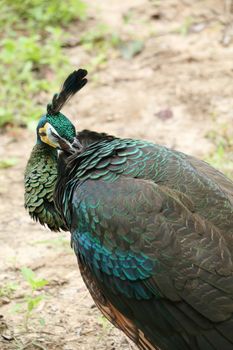 Green peafowl are large birds, amongst the largest living galliforms in terms of overall size