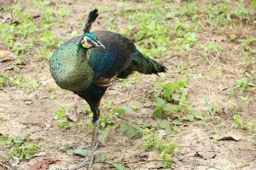 Green peafowl are large birds, amongst the largest living galliforms in terms of overall size