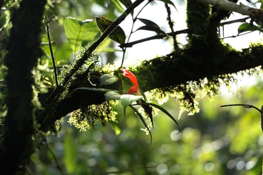 green leaf background in forest , have many species flora . background have many  colour in frame