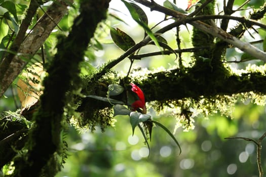 green leaf background in forest , have many species flora . background have many  colour in frame