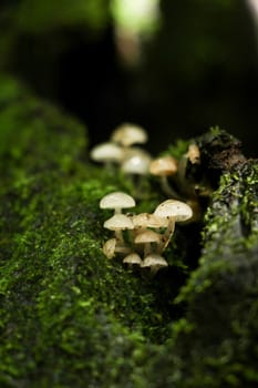 green moss background in forest , have many species flora and mushroom growth in tree