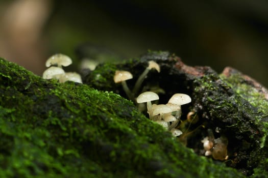 green moss background in forest , have many species flora and mushroom growth in tree