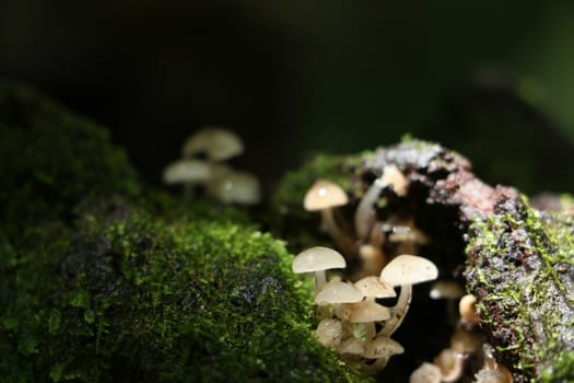green moss background in forest , have many species flora and mushroom growth in tree