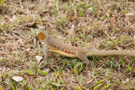 butterfly lizards group of agamid lizards of which very little is known. They are native to  Thailand