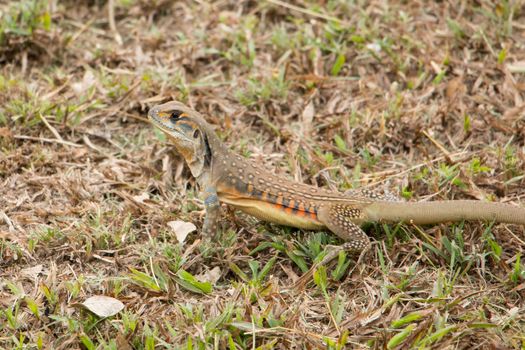 butterfly lizards group of agamid lizards of which very little is known. They are native to  Thailand