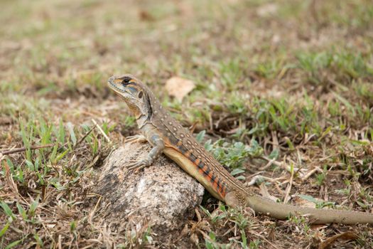 butterfly lizards group of agamid lizards of which very little is known. They are native to  Thailand