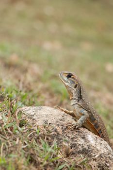 butterfly lizards group of agamid lizards of which very little is known. They are native to  Thailand