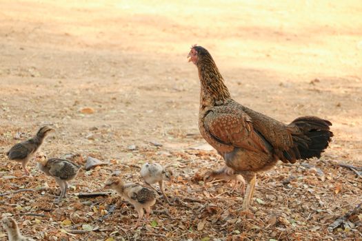 red chicks and hen walking for food on the ground