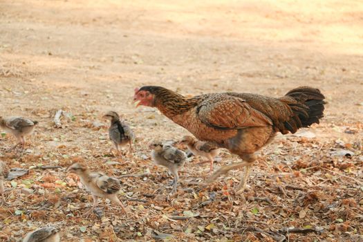 red chicks and hen walking for food on the ground