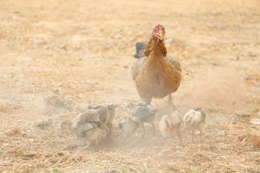 red chicks and hen walking for food on the ground