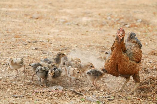 red chicks and hen walking for food on the ground