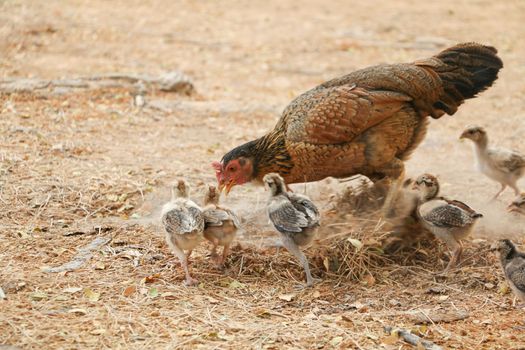 red chicks and hen walking for food on the ground