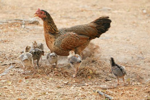 red chicks and hen walking for food on the ground