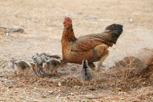 red chicks and hen walking for food on the ground