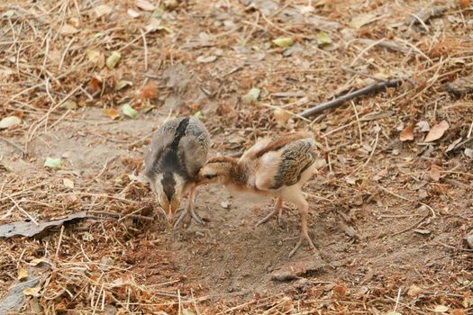 red chicks and hen walking for food on the ground
