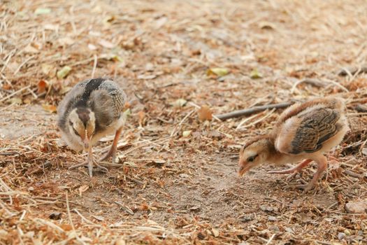 red chicks and hen walking for food on the ground