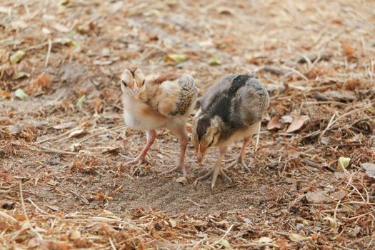red chicks and hen walking for food on the ground