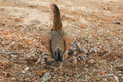 red chicks and hen walking for food on the ground