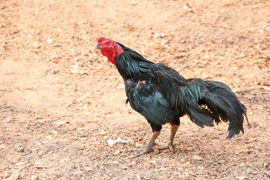 red chicks and hen walking for food on the ground