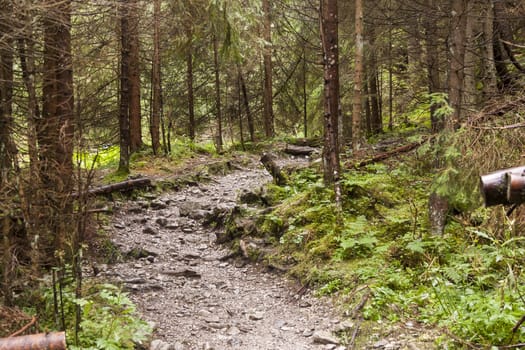 Ravine Cracow - Tatra National Park, Poland.