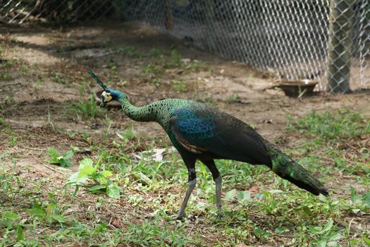 Green peafowl are large birds, amongst the largest living galliforms in terms of overall size