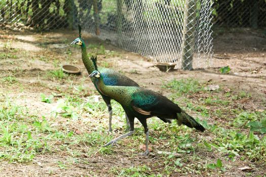 Green peafowl are large birds, amongst the largest living galliforms in terms of overall size