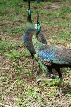 Green peafowl are large birds, amongst the largest living galliforms in terms of overall size