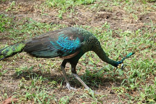 Green peafowl are large birds, amongst the largest living galliforms in terms of overall size