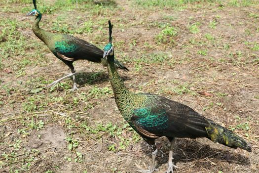 Green peafowl are large birds, amongst the largest living galliforms in terms of overall size