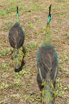 Green peafowl are large birds, amongst the largest living galliforms in terms of overall size