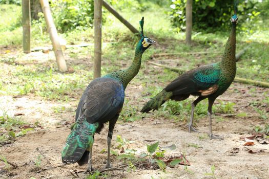 Green peafowl are large birds, amongst the largest living galliforms in terms of overall size