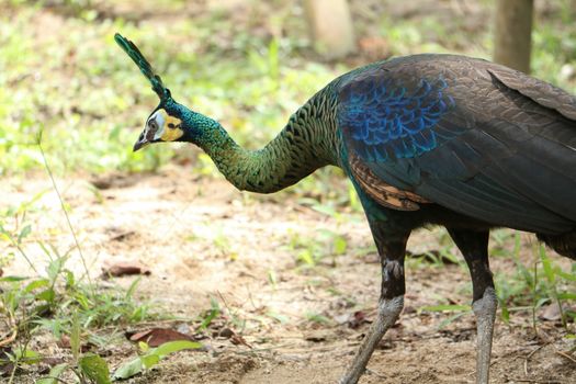 Green peafowl are large birds, amongst the largest living galliforms in terms of overall size