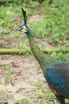 Green peafowl are large birds, amongst the largest living galliforms in terms of overall size