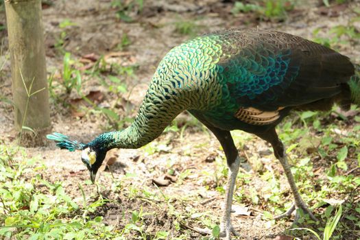 Green peafowl are large birds, amongst the largest living galliforms in terms of overall size