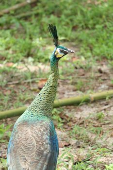Green peafowl are large birds, amongst the largest living galliforms in terms of overall size