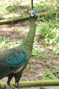 Green peafowl are large birds, amongst the largest living galliforms in terms of overall size
