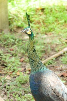 Green peafowl are large birds, amongst the largest living galliforms in terms of overall size