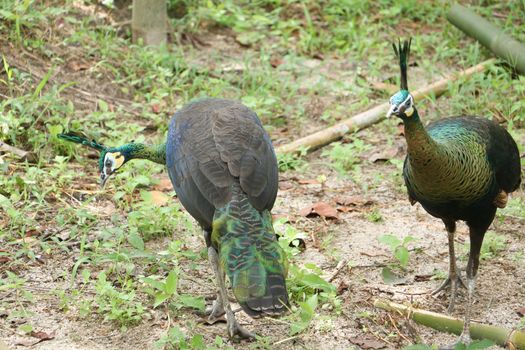 Green peafowl are large birds, amongst the largest living galliforms in terms of overall size