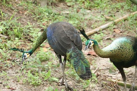 Green peafowl are large birds, amongst the largest living galliforms in terms of overall size