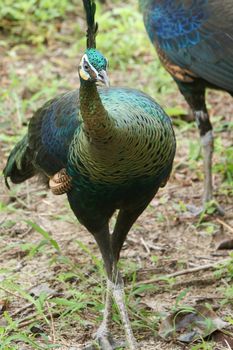 Green peafowl are large birds, amongst the largest living galliforms in terms of overall size